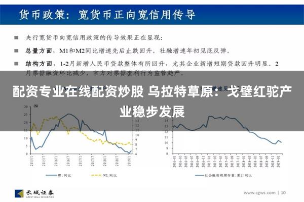 配资专业在线配资炒股 乌拉特草原：戈壁红驼产业稳步发展